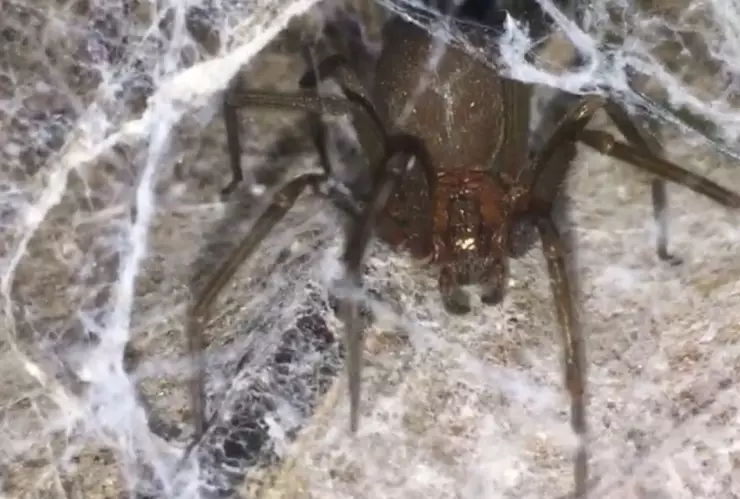 Las arañas violinistas prefieren lugares oscuros y tranquilos