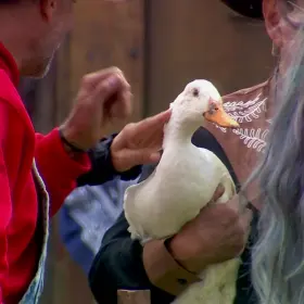 ¡La familia crece! Los Granjeros reciben a 7 tiernos patitos en La Granja VIP