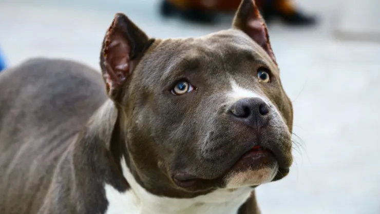 Hombre muere devorado por perros en Ixtapaluca, Edomex