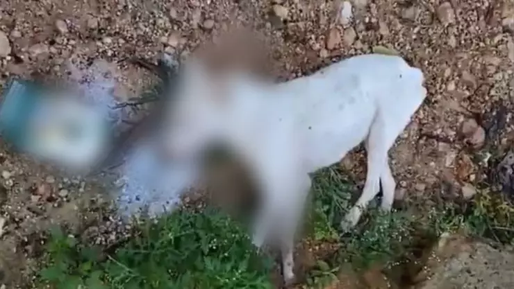 Reportan nuevo envenenamiento MASIVO de perros en Tekax, Yucatán