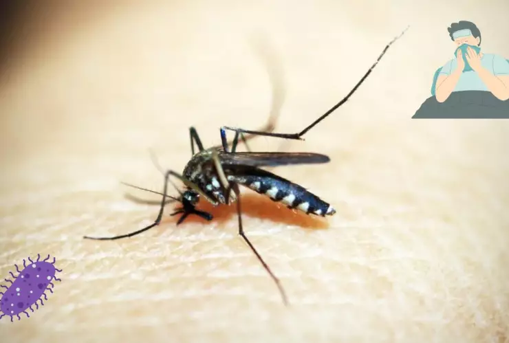 Dengue y zika en México, ¿cómo prevenirlo?