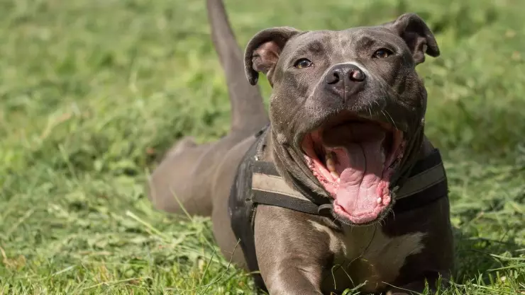 Niño de 4 años muere mutilado por tres perros pitbull en Chihuahua