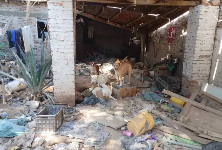 Maltrato animal Sonora: Rescatan 25 perros en operativo