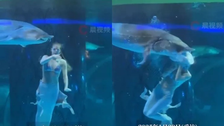 VIDEO | ¡SENSIBLE! Actriz es atacada por un pez gigante en pleno show
