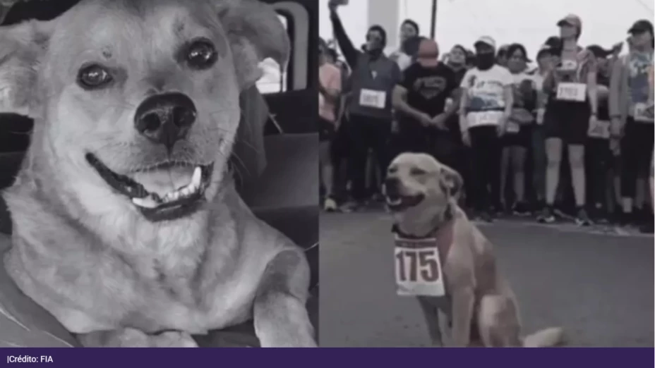 Perrito envenenado.png