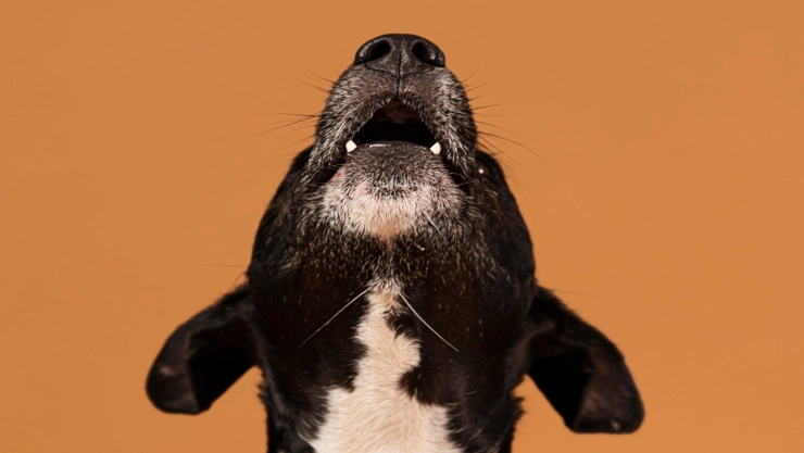 No son fantasmas: la verdadera razón por la que los perros aúllan en las noches