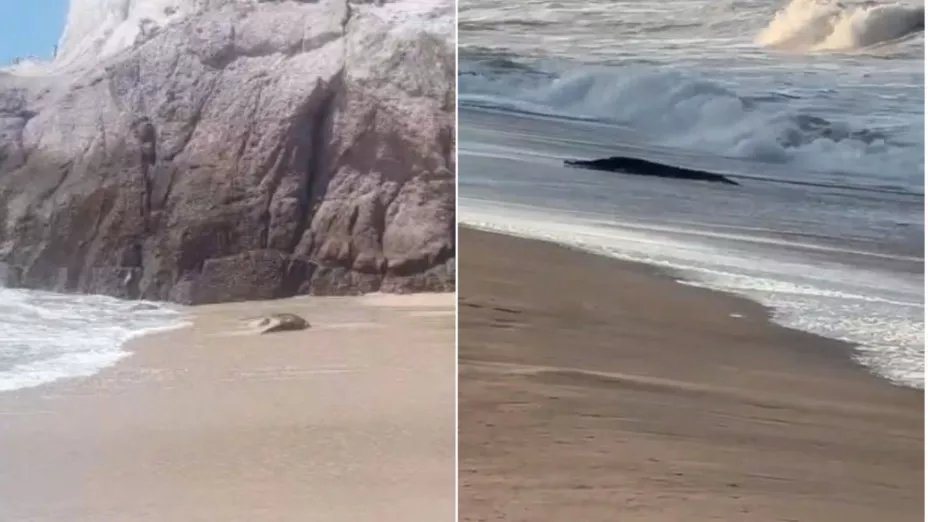 Cocodrilos en Mazatlán.