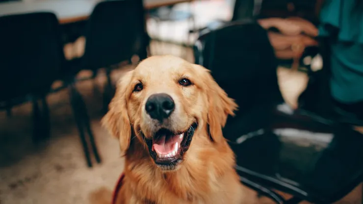 ¿Cómo hacer que tu perrito tenga una vida feliz?