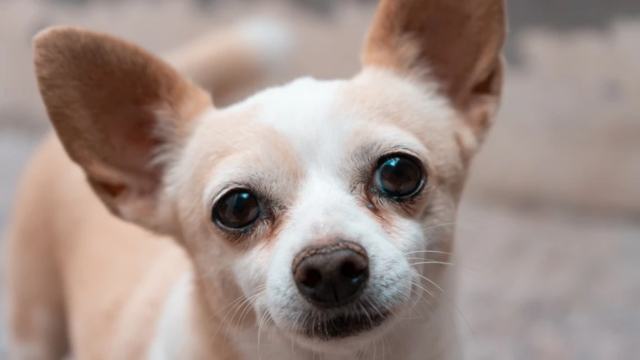 Perra chihuahua enterrada viva en Culiacán.png