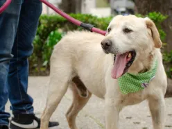 ¿Qué es el metomilo y qué efectos tiene en los perros? El pesticida relacionado con las muertes en Parque España