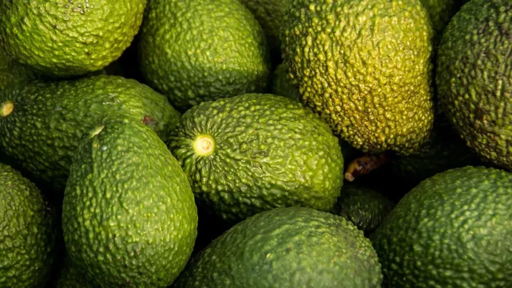 El aguacate es un alimento dañino para el medio ambiente por estas razones