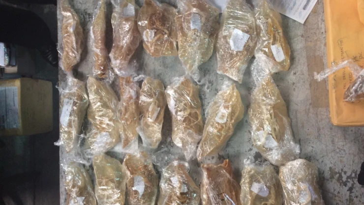 Buches Totoaba