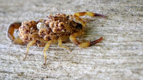 Este es el alacrán más común que se esconde en tu casa: Cómo identificar su tipo