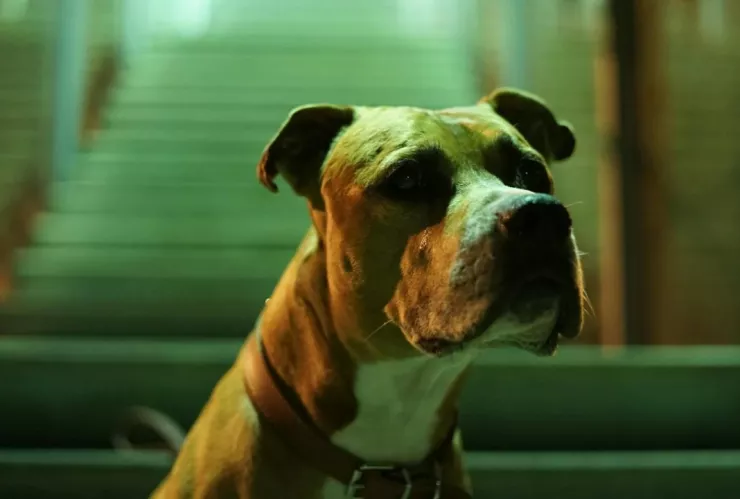 ¡Una vez más! Hombre es atacado por un perro pitbull en Tamaulipas