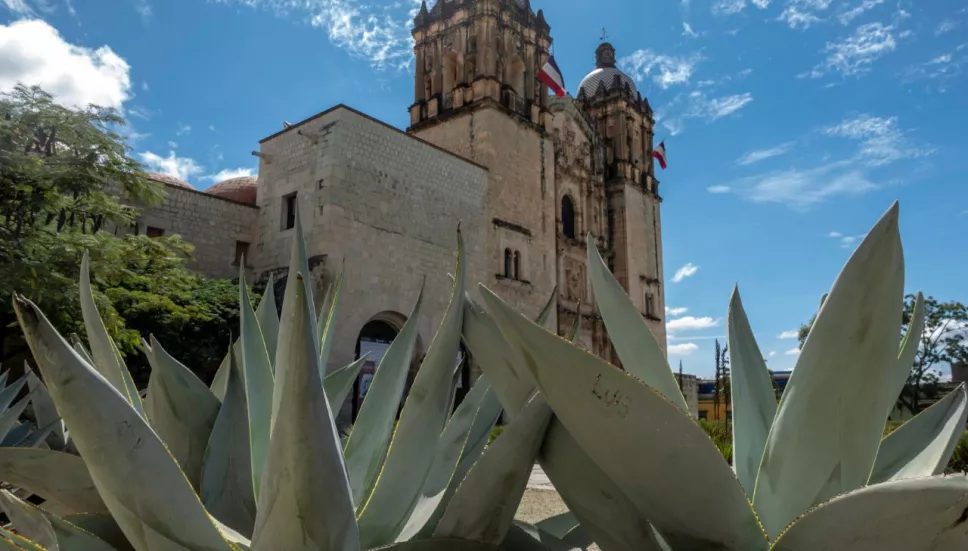 mezcal potosino historia 100 años