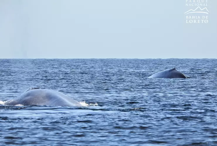 Llegan las primeras ballenas azules a Baja California Sur