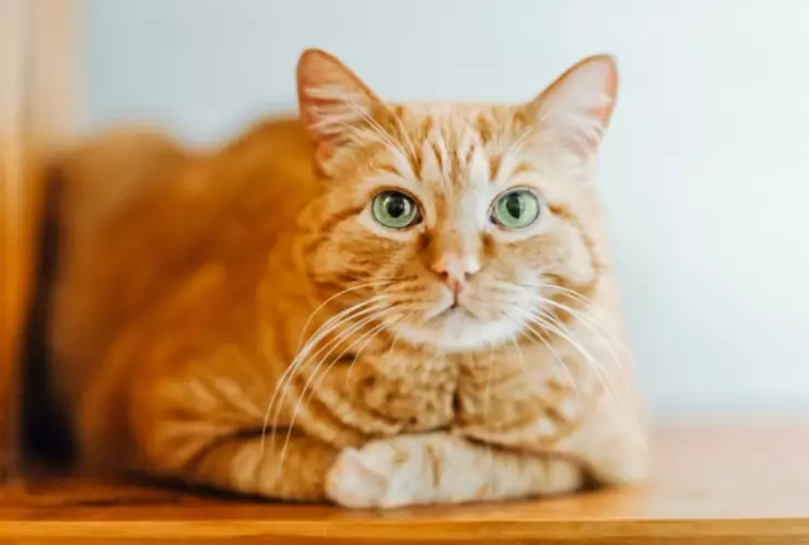 Es por esto que los gatos arrojan cosas al suelo