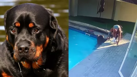 silla de ruedas perrito alberca 1.jpg