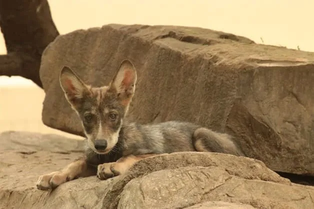 Nace camada de lobo gris mexicano en Tamaulipas