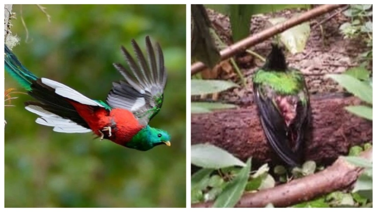 Muere quetzal en peligro de extinción en zoológico de Chiapas