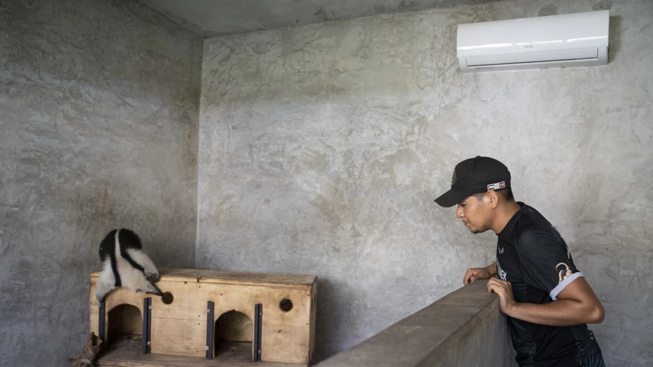 Ola de Calor México Animales Muertos 2024