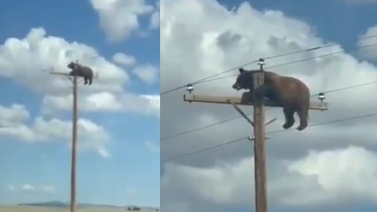 Oso atrapado en poste