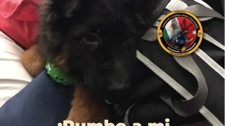 FOTOS: Perrito donado por Turquía llega a México