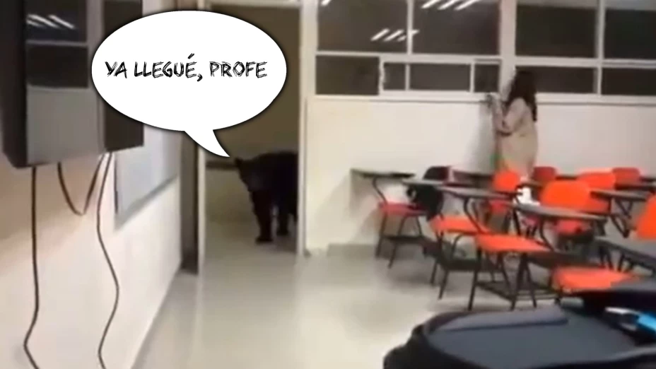(VIDEO) ‘Ya llegué, profe’_ Oso sorprende a alumnos de la UANL al entras a su salón en plena clase.jpg