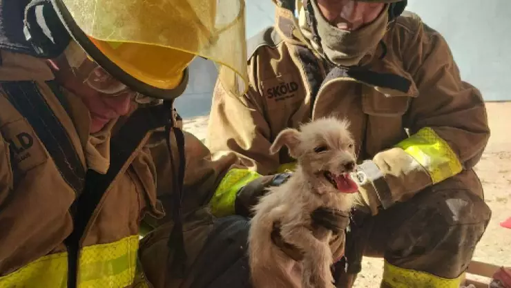 Bomberos rescatan a cachorro de una casa en llamas, en León; una mujer herida en el hecho