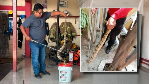Bomberos rescatan boa en Bosques del Sur, Tuxtla Gutiérrez