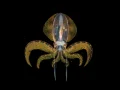Una paralarva de calamar quedó en retrato mientras cazaba en aguas de las costas de Anilao en Filipinas.