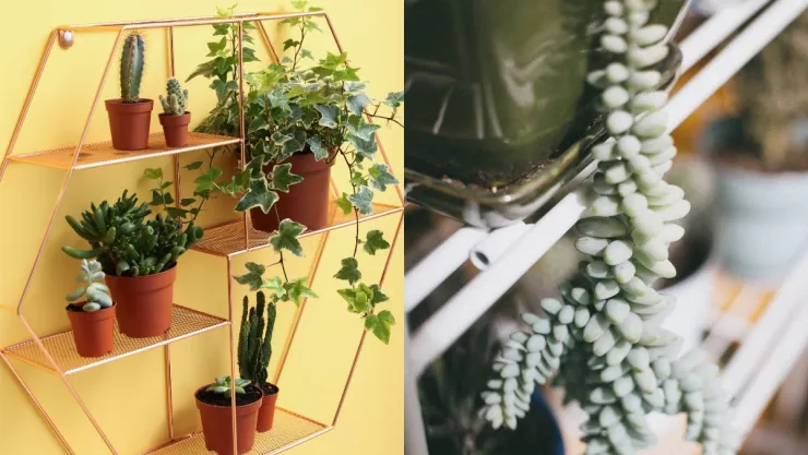 /estilo-de-vida/suculentas-decoran-repisas-hogar