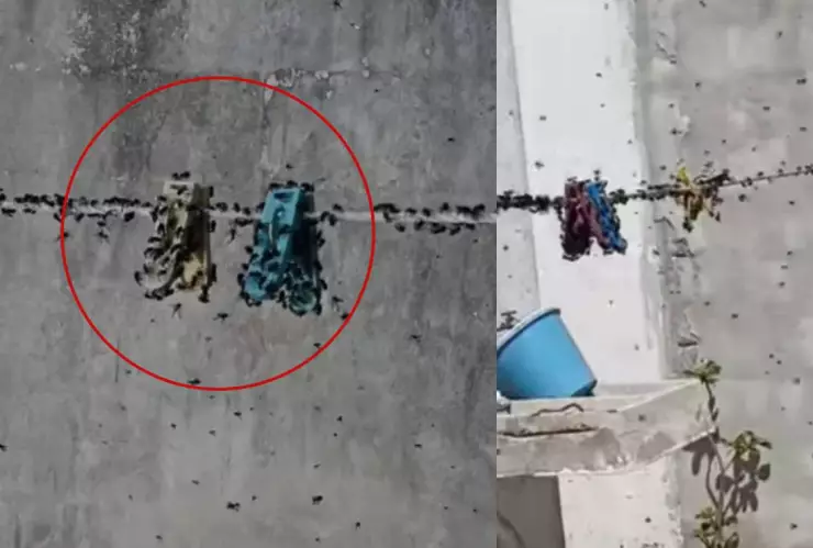 denuncia plaga de moscas en fraccionamiento las americas