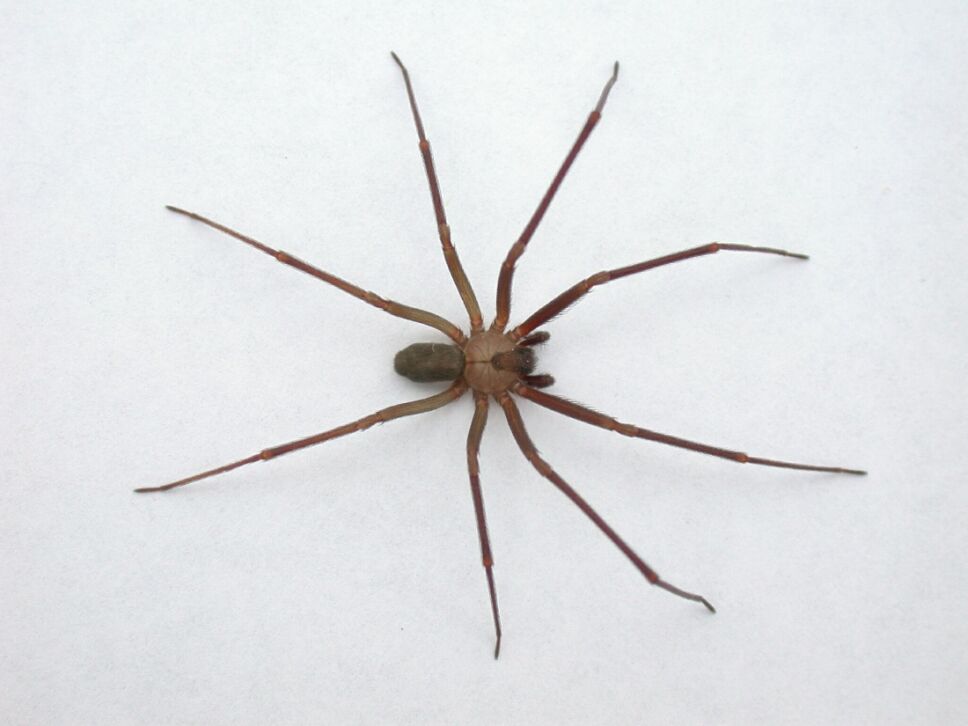 araña violinista alertan.jpg