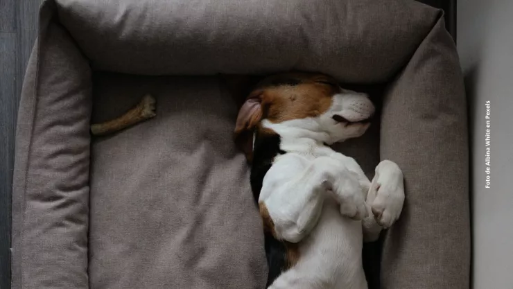 &iquest;Qu&eacute; significa que mi perro duerma boca arriba? &iexcl;Aver&iacute;gualo aqu&iacute;!