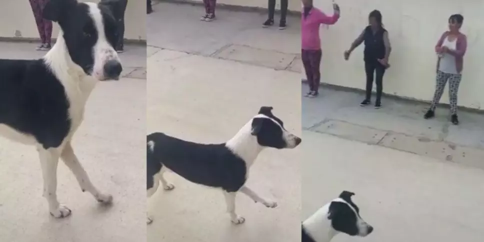 Perrito hace ejercicio