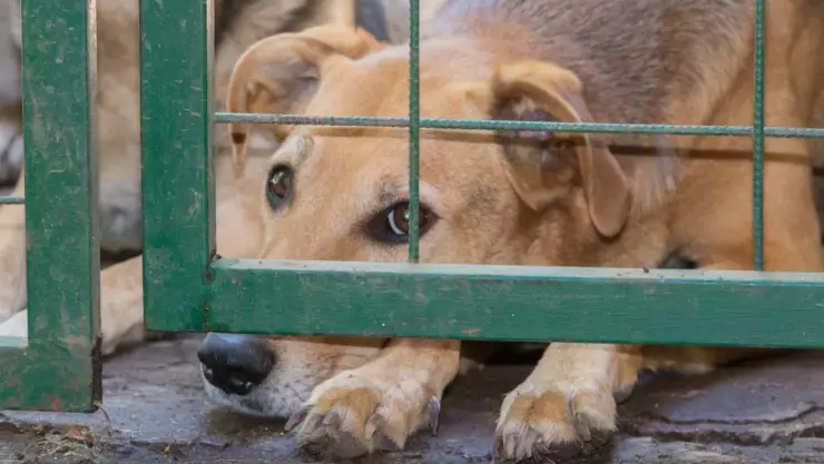 Denuncia el maltrato animal en Chihuahua