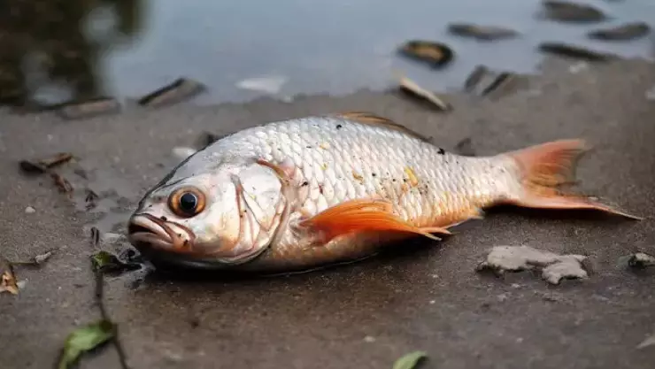 Sequía en la laguna de Mitla amenaza la pesca y la economía local en Atoyac, Guerrero