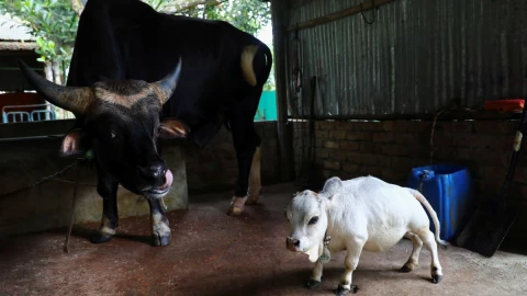 vaca Rani Bangladesh.jpg