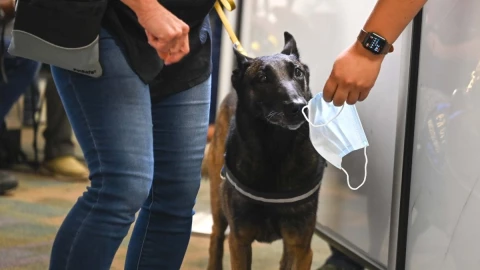 perros aeropuerto Miami Covid-19.jpg