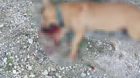 En Champotón denuncian que perrito fue presuntamente asesinado con un arma de fuego