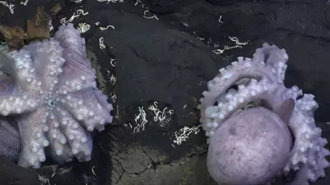 Descubren nuevas especies de pulpos en la profundidad del océano en Costa Rica