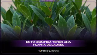 ¿Qué significa tener una planta de laurel en casa_.jpg