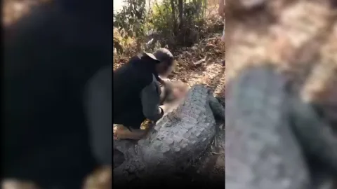 Se graban mutilando a cocodrilo en Eldorado.
