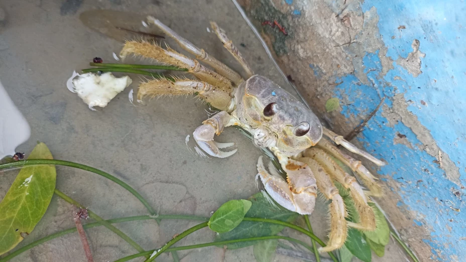 Los animales están DESORIENTADOS en la costa yucateca tras el paso del Huracán Milton