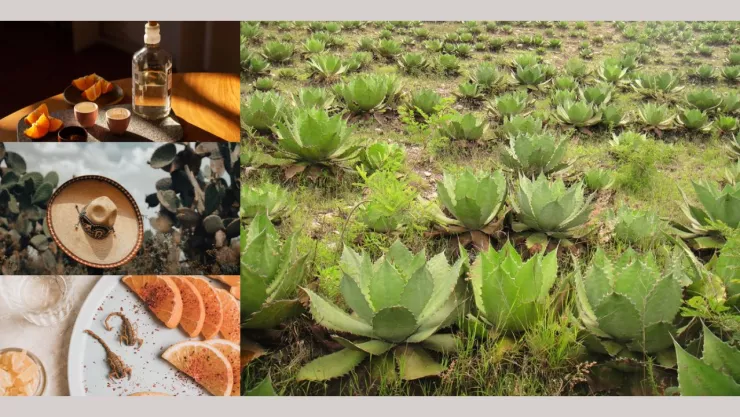 Guerrero productor de mezcal artesanal