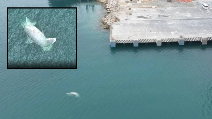 AL MOMENTO: Enorme ballena recala en costas yucatecas; así intentan rescatar el cuerpo