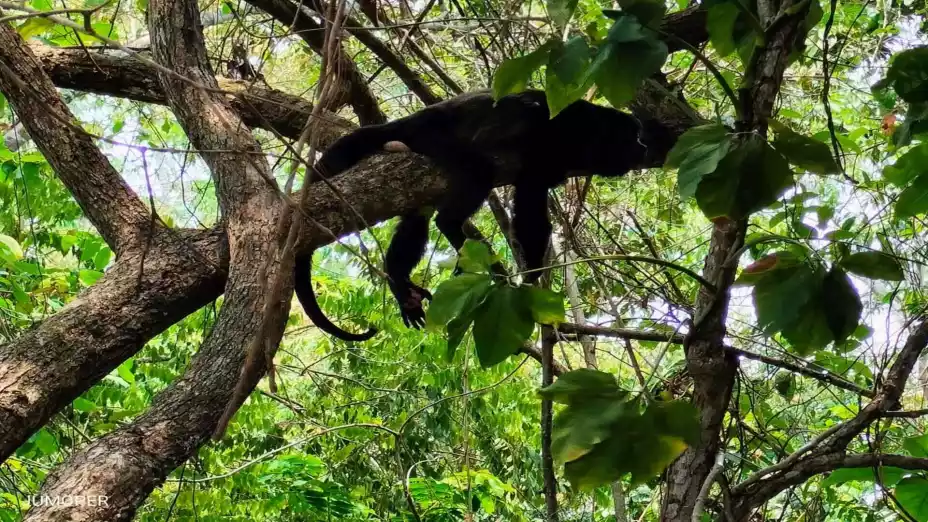 primates afectados.jpg