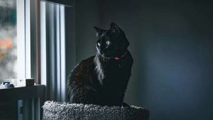 ¿Cómo lograr que tu gato esté saludable y feliz si lo dejas solo en casa durante horas?