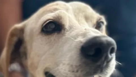 willys encuentra familia